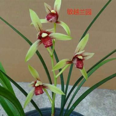 离婚后最伤感的一段话 婚姻心寒绝望的句子精选41句