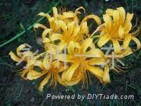 被病痛折磨心烦的句子带图