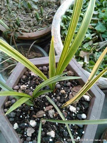 关于歌颂感恩班主任的句子