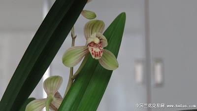 小学二年级的歇后语优秀版有哪些,有关小学六年级的歇后语汇总