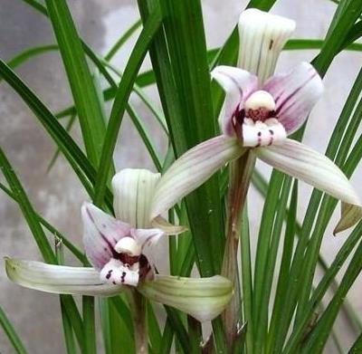 相濡以沫的爱情句子推荐54句