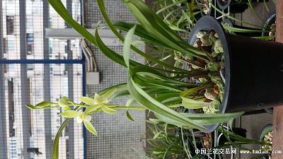端午节吃粽子赛龙舟的句子汇总72句