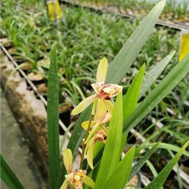 知足而幸福的唯美句子 一句简单晒幸福的句子(精选80句)