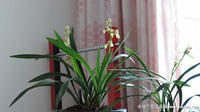 简单快乐的心态句子幽默