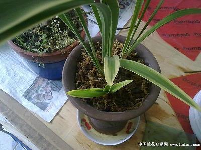 给母亲的话79句