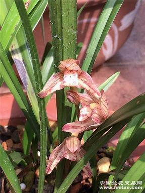 适合情人节发的说说78句