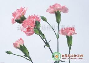 写花凋谢的优美句子