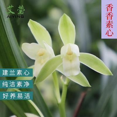 国庆节的句子 国庆节的短语(精选56句)