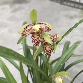 小孩表达开心的句子