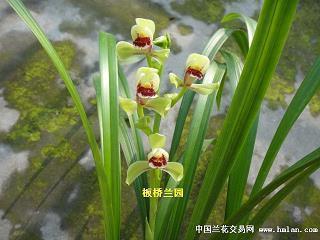 2020年烟酒浪女情侣网名