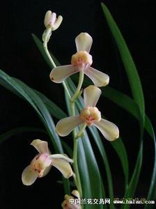 你见过的最让人心碎的句子