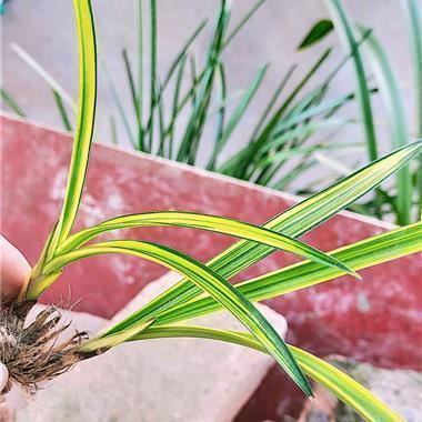 经历挫折的暗恋句子