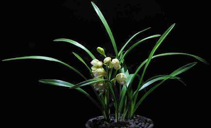 关于好看的风景的文案(精选25句)