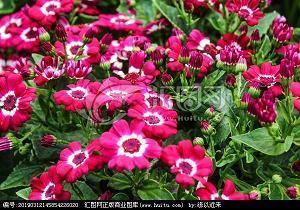 2021年中秋节赏月祝福贺词(精选96句)