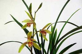 诚信的个人好句好段摘抄推荐54句