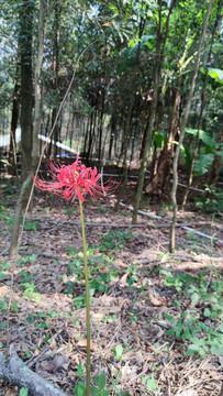 【推荐】高考励志的句子简短汇编85句