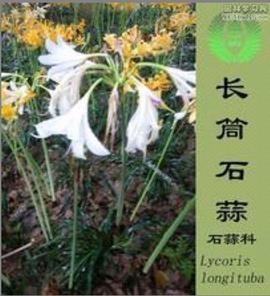 骑马的唯美句子19句