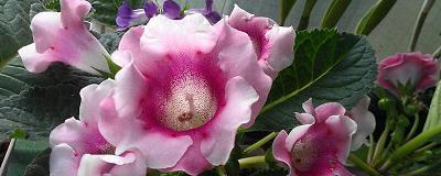 腊八节朋友圈最经典的祝福语