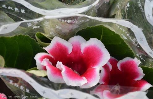 小心翼翼造句子大全 怎样用小心翼翼造句子简短的