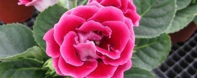 关于栀子花的优美句子