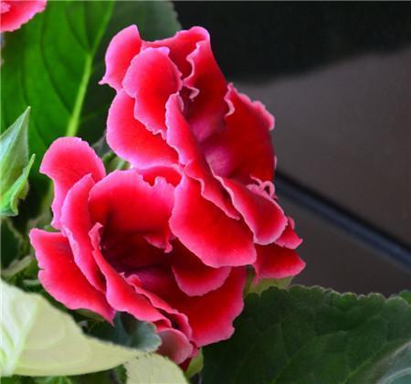 少年初长成,自在恰如风 少年未来可期的唯美句子汇编52句