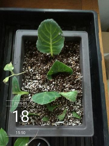 表示自己心烦心累的句子