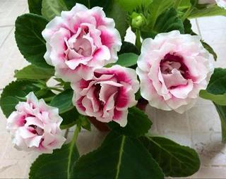 表达的开心的搞笑句子