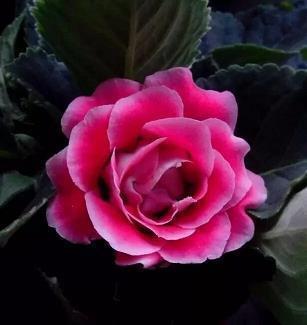 周末愉快短句发朋友圈调皮(精选26句)