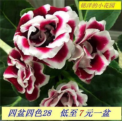 结婚适合发朋友圈的开心句子