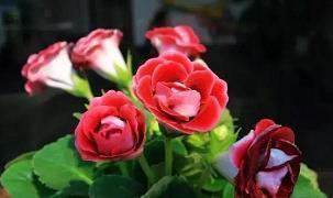 表扬一个人积极向上的句子38句