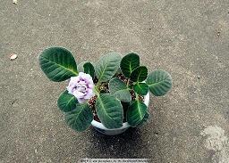 圣诞节唯美文案简短(精选100句)