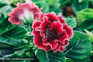 关于单相思的说说30句