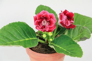 女生收花开心的句子 女人收到花的心情短语