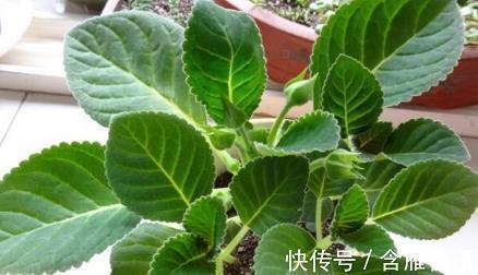 形容小孩子游玩开心的句子