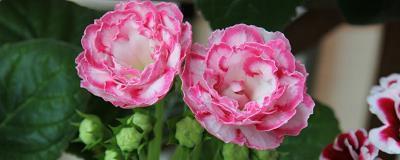 那么那么写句子一年级精选53句