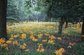 秋天落叶伤感句子(精选42句)