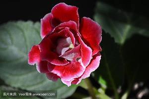 小确幸的美好短句　生活中小确幸的句子(精选32句)