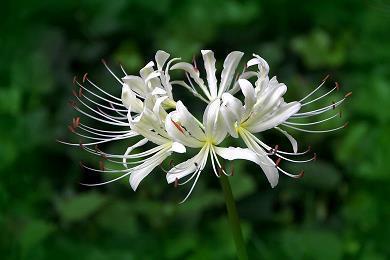 关于友情的唯美句子 关于友情的说说(精选86句)