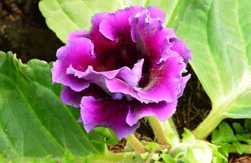 你让我对爱情充满了失望的句子