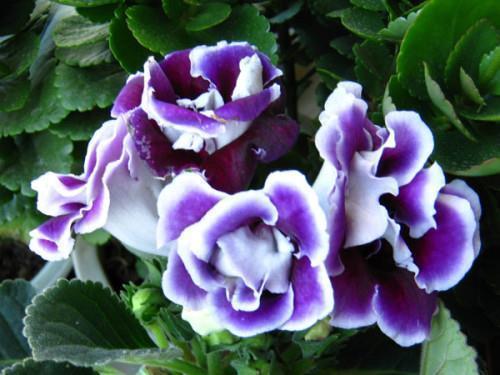 2021护士节微信祝福语锦集20句