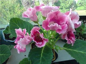 让自己变开心的句子