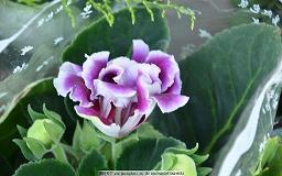 耽美小说句子71句