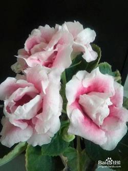 重阳节朋友圈心情文案(精选57句)