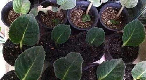 表达有缘分的句子46句