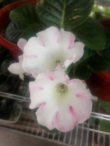 【精华】2021感人的520表白情话推荐115句