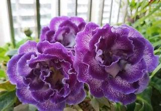 佛系晚安心语简短 抖音很火的短句晚安汇总78句