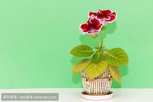 赞美野菊花的唯美句子