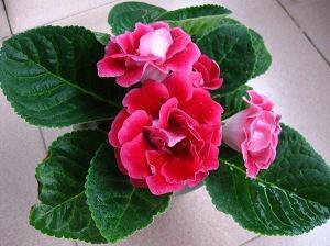 发抖音的说说短句唯美 抖音很火的文案短句收集27句