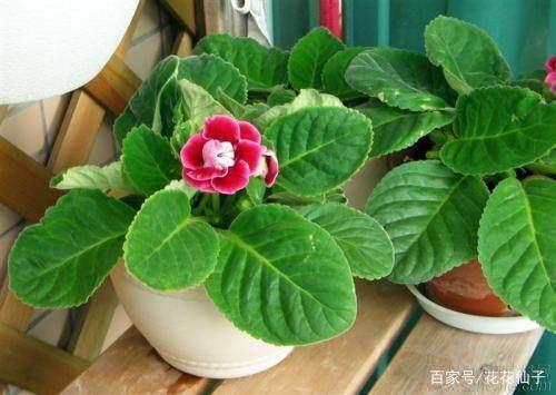 赞美春天花开放的诗句 赞美春天花开放的诗句汇编70句