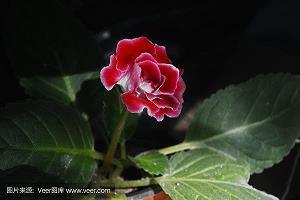 心里放不下一个人的说说 我还不曾走远，我就在你身后